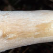 bedla dívčí (Leucoagaricus nympharum)