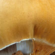 bedlovnice zlatá (Phaeolepiota aurea)
