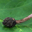 černolupen krvavý (Melanophyllum haematospermum)