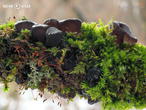 černorosol uťatý (Exidia glandulosa)
