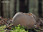 chřapáč kalíškovitý (Helvella leucomelaena)