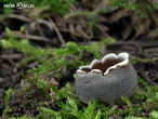 chřapáč kalíškovitý (Helvella leucomelaena)