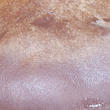 čirůvka fialová (Lepista nuda)