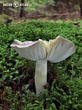 čirůvka havelka (Tricholoma portentosum)