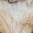 houževnatec tygrovaný (Lentinus tigrinus)