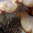 houžovec hlemýžďovitý (Lentinellus cochleatus)