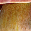 hřib Dupainův (Rubroboletus dupainii)