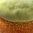 hřib koloděj (Suillellus luridus)