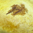 hřib kovář žlutý (Neoboletus erythropus f. pseudosulphureus)