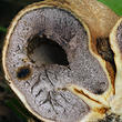 hřib příživný (parazitický) (Pseudoboletus parasiticus)
