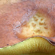 klouzek zrnitý (Suillus granulatus)