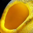 krasočíška žlutá (Caloscypha fulgens)