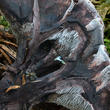 lošáček tmavý (Phellodon connatus)