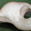 mechovka obecná (Clitopilus prunulus)