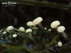míhavka vodní (Vibrissea truncorum)