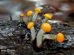 míhavka vodní (Vibrissea truncorum)