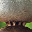 mnohokrčka dírkovaná (Myriostoma coliforme)
