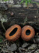 ohnivec černý (Plectania melastoma)