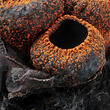 ohnivec černý (Plectania melastoma)