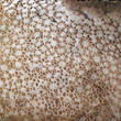 pýchavka obecná (Lycoperdon perlatum)