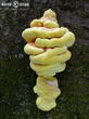 sírovec žlutooranžový (Laetiporus sulphureus)