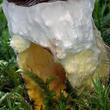 slizák mazlavý (Gomphidius glutinosus)