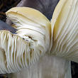 čirůvka havelka (Tricholoma portentosum)