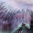 helmovka ředkvičková (Mycena pura)