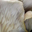 hlíva plicní (Pleurotus pulmonarius)