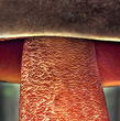 hřib kovář (Neoboletus luridiformis)