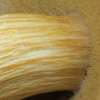 hřib moravský (Aureoboletus moravicus)