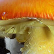 muchomůrka císařka (Amanita caesarea)
