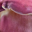 šafránka červenožlutá (Tricholomopsis rutilans)