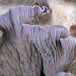 stročkovec kyjovitý (Gomphus clavatus)