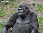 gorila nížinná (Gorilla gorilla)