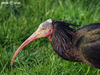 ibis skalní (Geronticus eremita)