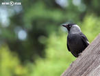 kavka obecná (Corvus monedula)