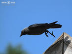 kavka obecná (Corvus monedula)