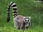 lemur kata (Lemur catta)