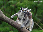 lemur kata (Lemur catta)