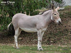 osel somálský (Equus africanus somaliensis)