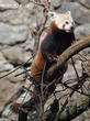 panda červená (Ailurus fulgens)