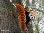 panda červená (Ailurus fulgens)