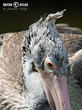 pelikán kadeřavý (Pelecanus crispus)
