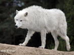 vlk arktický (Canis lupus arctos)